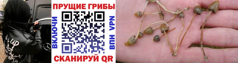 Галлюциногенные грибы Magic Shrooms  Нижнекамск 